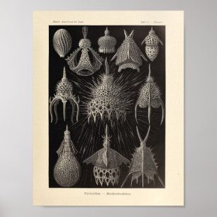 Poster Vintage Cyrtoidea Color Ernst Haeckel Imprimer