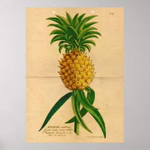 Poster Vintage d'ananas
