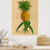 Poster vintage d'ananas tropical (Cuisine)