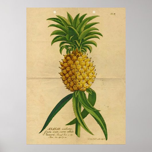 Poster vintage d'ananas tropical (Devant)