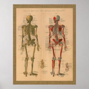 Poster vintage d'anatomie de muscle de 1888