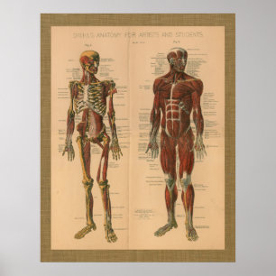 poster vintage d'anatomie musculaire de squelette 