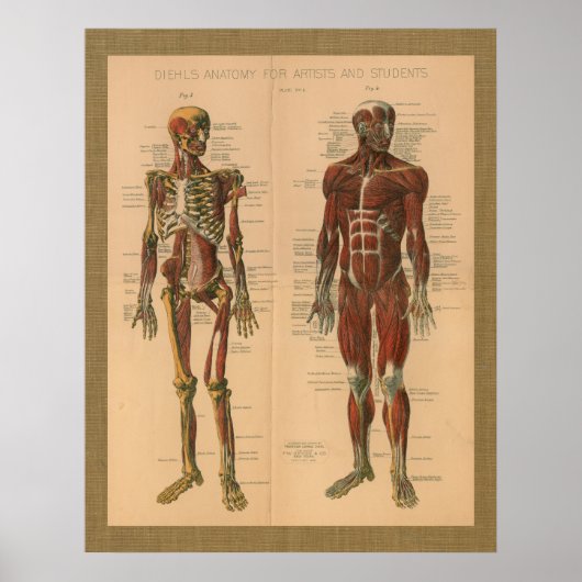 poster vintage d'anatomie musculaire de squelette (Devant)