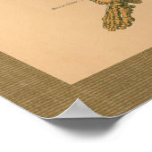 poster vintage d'anatomie musculaire de squelette (Coin)