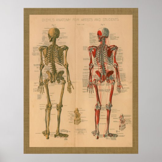 poster vintage d'anatomie musculaire de squelette  (Devant)