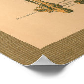 poster vintage d'anatomie musculaire de squelette  (Coin)