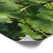 Poster vintage de raisin (Coin)