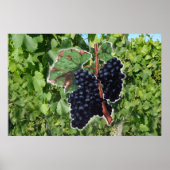 Poster vintage de raisin (Devant)