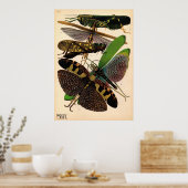 Poster vintage de Seguy Insects (Cuisine)
