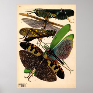 Poster vintage de Seguy Insects