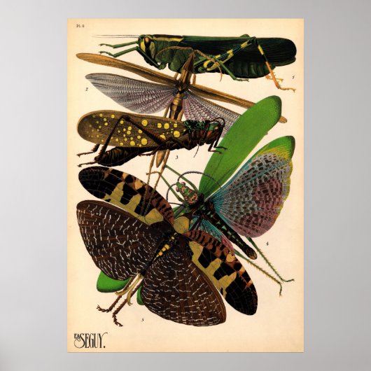 Poster vintage de Seguy Insects (Devant)