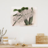 Poster Vintage Dendrobium hillii Orchidée Flower (Cuisine)
