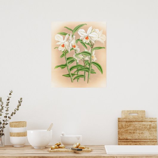 Poster Vintage Dendrobium Jamesianum Orchidée (Cuisine)