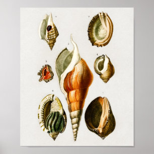 Poster Vintage Différents types de mollusques coquilles