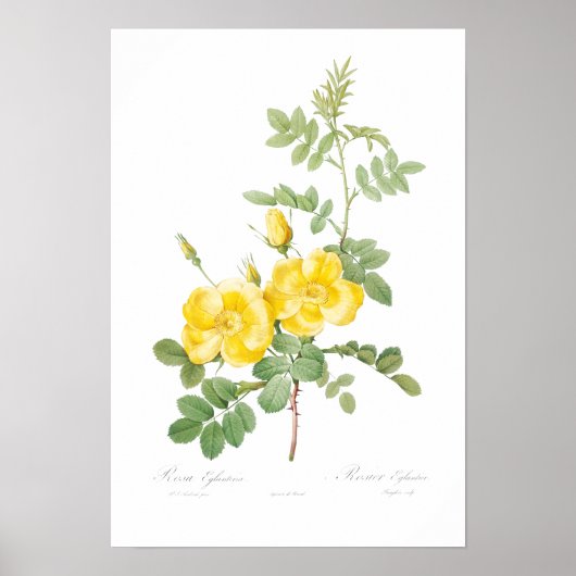 POSTER vintage D'ILLUSTRATION ROSE JAUNE BOTANIQUE (Devant)