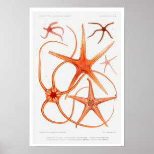 POSTER vintage D'ILLUSTRATION STARFISH