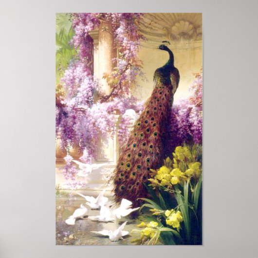Poster vintage d'images Peacock (Devant)