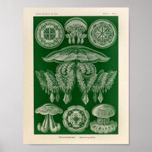 Poster Vintage Discomedusae Color Ernst Haeckel Art Print