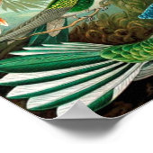 Poster vintage d'oiseaux (Coin)