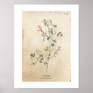 Poster vintage du Fleur sauvage botanique
