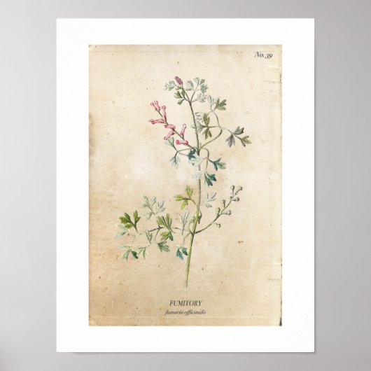 Poster vintage du Fleur sauvage botanique (Devant)