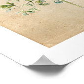 Poster vintage du Fleur sauvage botanique (Coin)