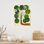 Poster vintage du Nénuphar botanique (Cuisine)