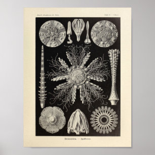 Poster Vintage Echinidea Color Ernst Haeckel Art Imprimer