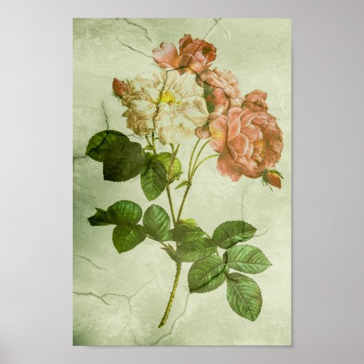 Poster Vintage Élégant Shabby Chic Peonies (Devant)