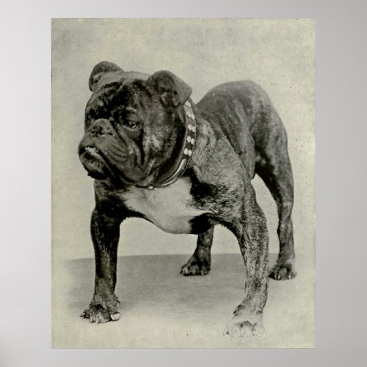 Poster Vintage English Bulldog (Devant)