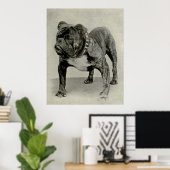 Poster Vintage English Bulldog (Bureau à domicile)