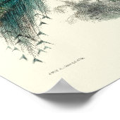 Poster Vintage époque victorienne Peacock Pavo Cristatus (Coin)