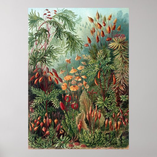 Poster Vintage Ernst Haeckel Moss (Devant)