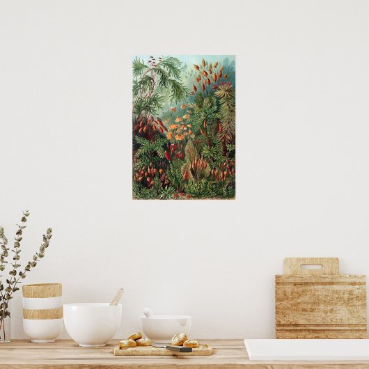 Poster Vintage Ernst Haeckel Moss (Cuisine)