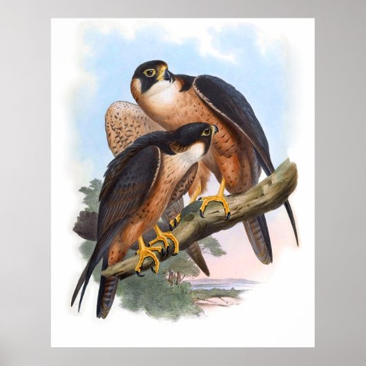 Poster Vintage Faucon de Shaheen (Devant)