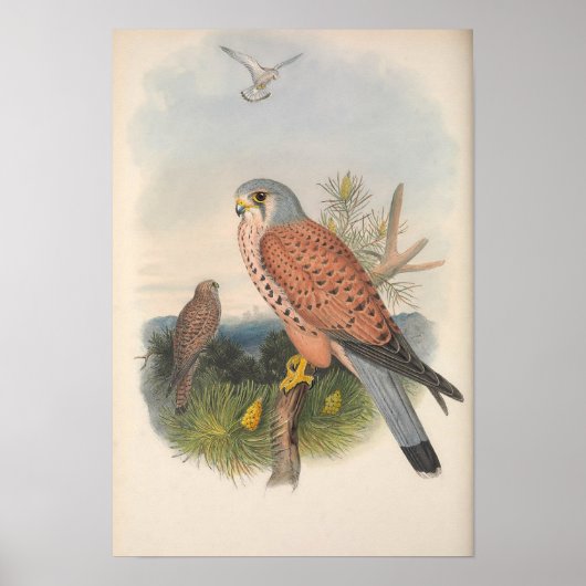 Poster Vintage Faucon Kestrel (Devant)