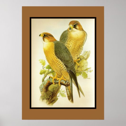 Poster Vintage Faucon pèlerin Oiseaux (Devant)