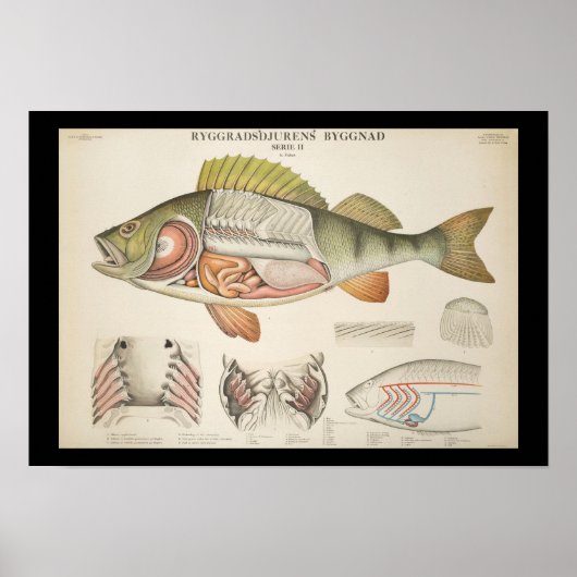 Poster Vintage Fish Anatomy Print (Devant)