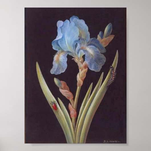 Poster Vintage-Fleur-Bleu-Iris-sur-Noir (Devant)