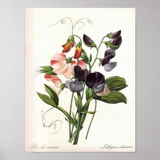Poster vintage Floral (Devant)
