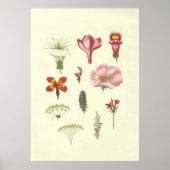 Poster vintage Floral (Devant)
