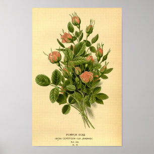Poster Vintage Floral Orange Pompon Rose Nature Botanique