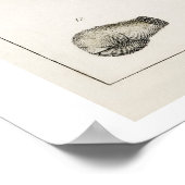 POSTER VINTAGE "FOSSILES" D'OLIVER GOLDSMITH (Coin)