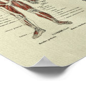 Poster Vintage French Muscle Anatomy Print (Coin)