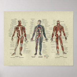 Poster Vintage French Muscle Anatomy Print