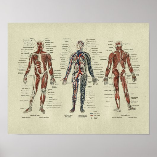 Poster Vintage French Muscle Anatomy Print (Devant)