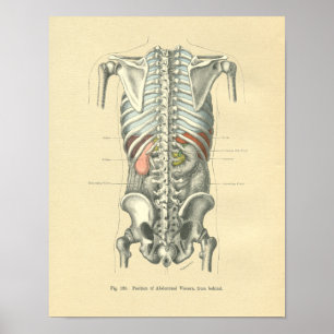 Poster Vintage Frohse Anatomical Image Torso Spine