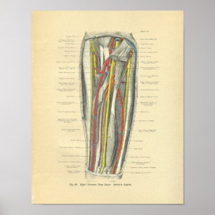 Poster Vintage Frohse Anatomy of Forearm