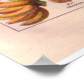 poster vintage fruits 1920 (Coin)