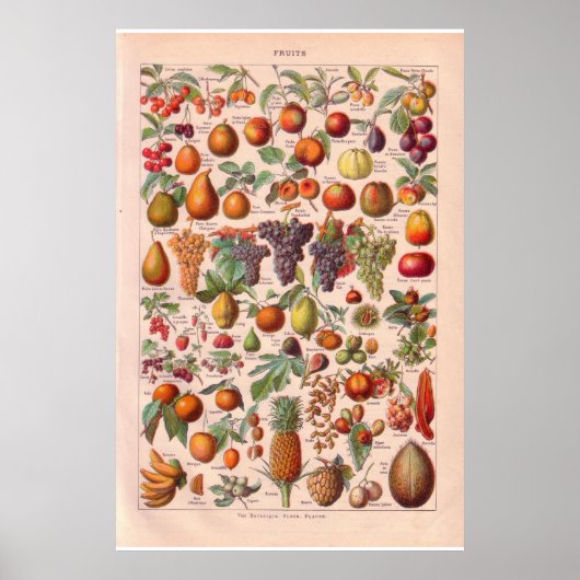 poster vintage fruits 1920 (Devant)